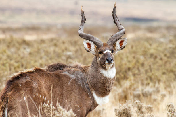 istock Mountain nyala - Bale Mountains - Ethiopia 1137736610