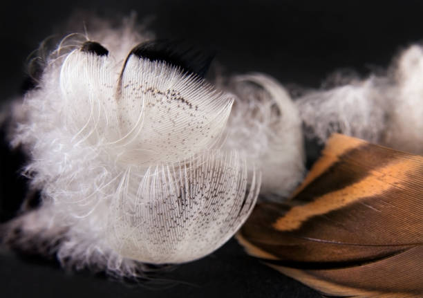 istock Duck feathers on a black background. Close up image 1137736651