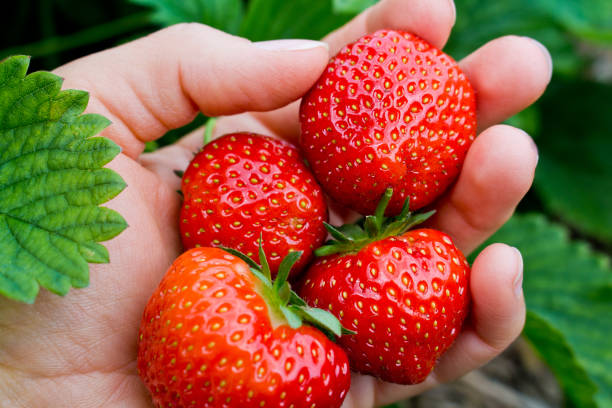 istock Pick juicy red strawberries 1137737200