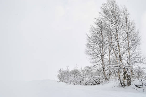 istock Winter landscape with birches in the snow 1137738185