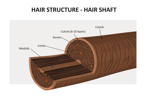структура волос - структура здания stock illustrations