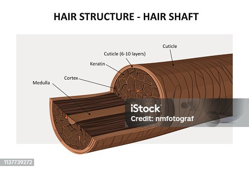 istock Hair structure 1137739272