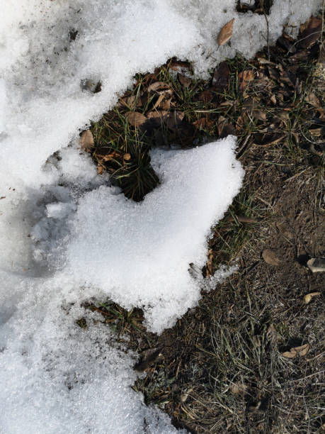 istock Melting snow on green grass closeup. Between winter and spring concept background 1137739508