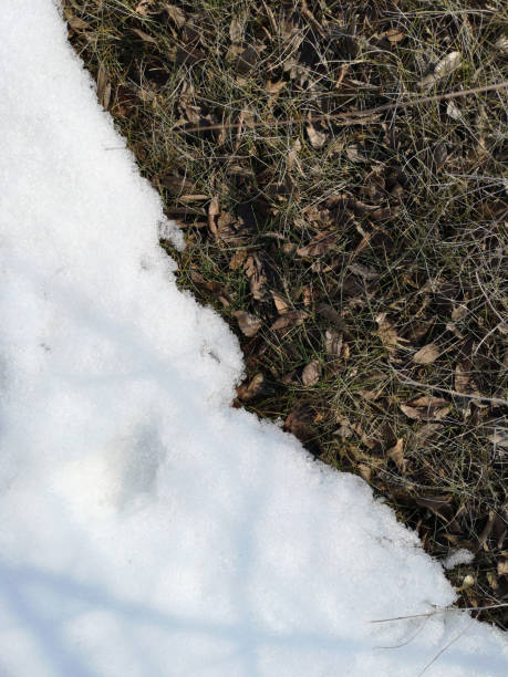 istock Melting snow on green grass closeup. Between winter and spring concept background 1137739598