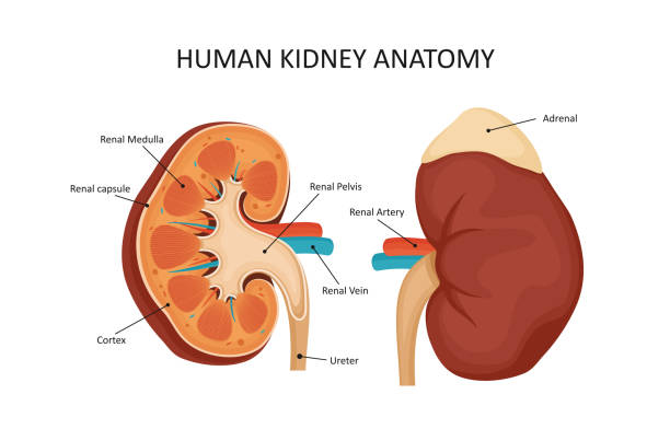 ilustrações de stock, clip art, desenhos animados e ícones de human kidney anatomy - suprarenal gland