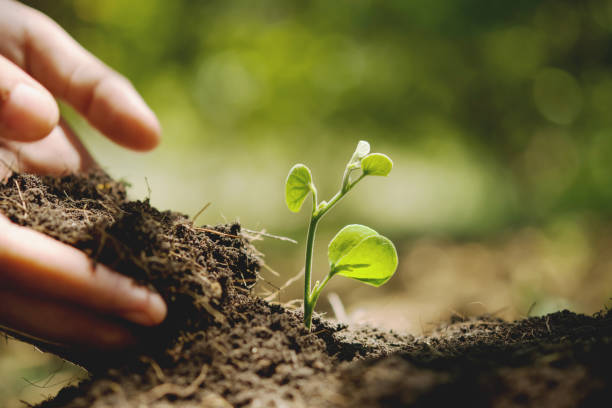 istock hand planting in garden. earth day concept 1137739644