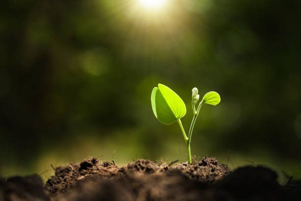 istock young plant growing with sunshine in nature 1137739646