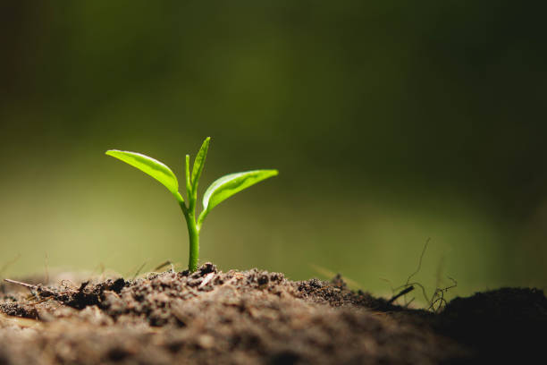 istock young plant growing with sunshine in nature 1137739648