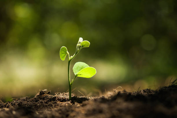istock young plant growing with sunshine in nature 1137739650