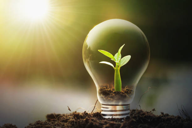 istock concept idea saving energy young plant and light bulb 1137739744
