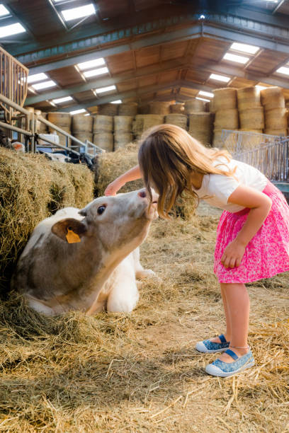beautiful girl stroking a young cow