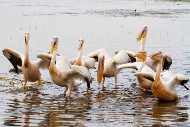 istock Pelicans in Lake Awassa in Ethiopia 1137739840