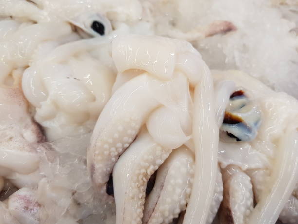 istock Fresh squid from the sea ready to be sold in the tray 1137739965