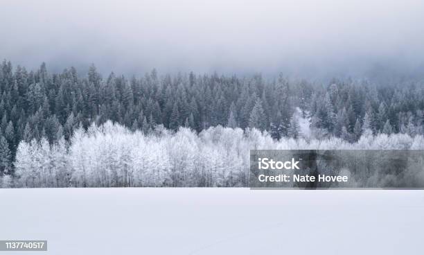 Paesaggio Invernale Innevato - Fotografie stock e altre immagini di Neve - Neve, Foresta, Inverno