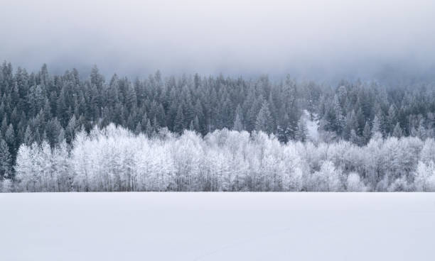 雪に覆われた冬の風景 - winter snow non urban scene tree ストックフォトと画像