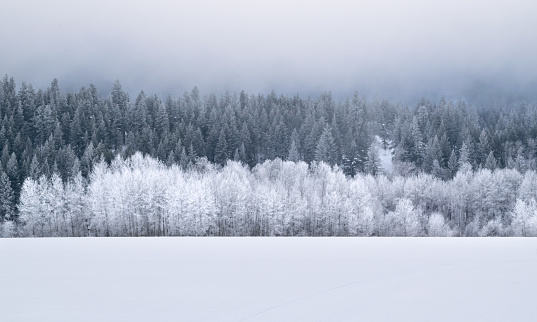 Snow-covered Winter Landscape