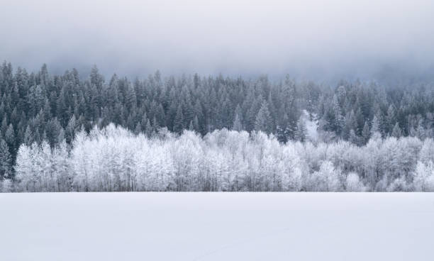 Snow-covered Winter Landscape Wintery forest and mountains in central Washington state, USA deep snow stock pictures, royalty-free photos & images