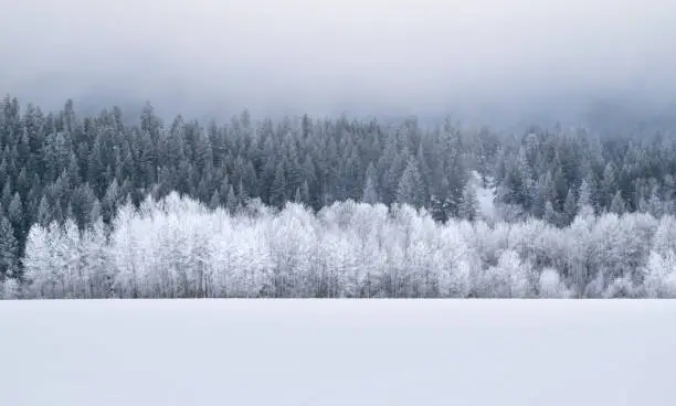 Photo of Snow-covered Winter Landscape