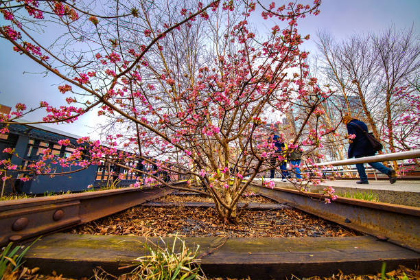 dawn viburnum budding nel new york high line park a pasqua - nyc greenway foto e immagini stock