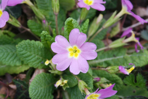istock Pink primrose plant in bloom . Primula vulgaris 1137743366