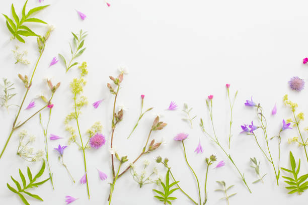 istock summer flowers on white paper background 1137743540