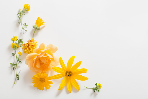 the yellow  flowers on white background