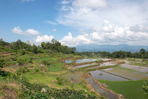 istock GGreen and brown rice terrace fields in Tana Toraja 1137744701