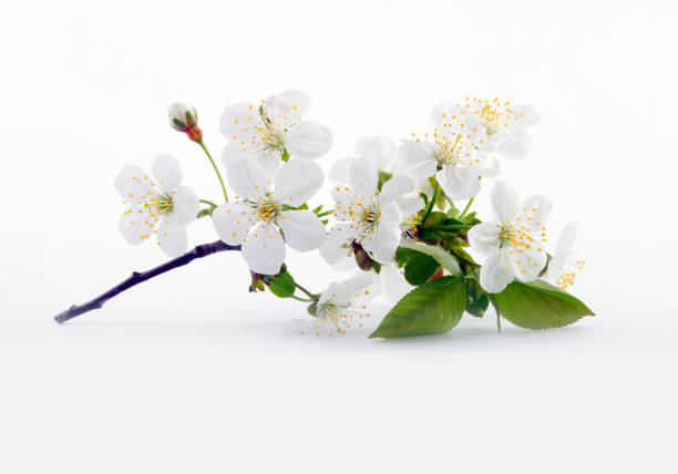 istock Cherry twig in bloom on gray. Nature background. 1137744783