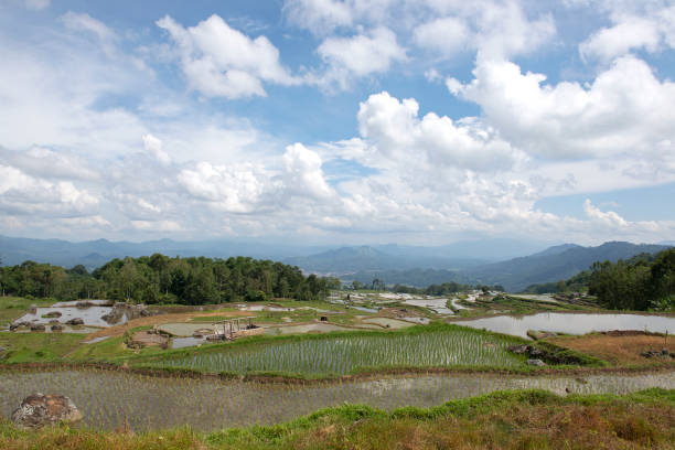 istock GGreen and brown rice terrace fields in Tana Toraja 1137747543