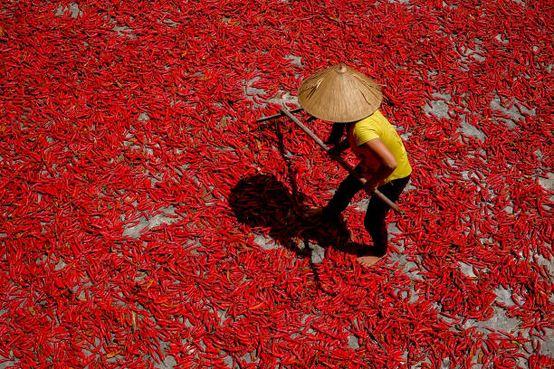 Drying chili peppers under the VietNam sun Farmer lay out hot peppers on a road to dry under the sun in Nghe An province hot vietnamese women pictures stock pictures, royalty-free photos & images