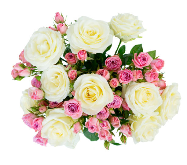 istock Pink and white blooming roses 1137751022