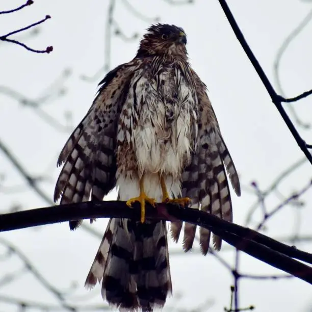 Photo of Cooper’s hawk