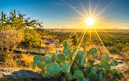 Cactus en la colina con vistas al desierto de Sonora en Sunset photo