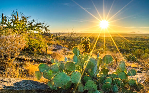 Cactus on Hill Overlooking the Sonoran Desert at Sunset Wide shot of a small cactus on rocky dry hillside in the Sonoran Desert at sunset - Saguaro National Park, Arizona, USA arizona stock pictures, royalty-free photos & images
