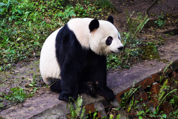 istock Giant Panda in China 1137752861
