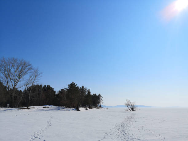 istock Winter Russian forest landscape with trees in early spring, melting snow 1137754140