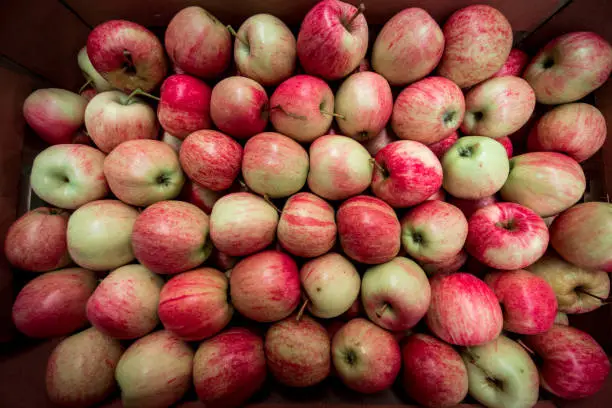 Photo of A large number of apples in a cardboard box. Texture (plural, crop, sales, choice - concept)