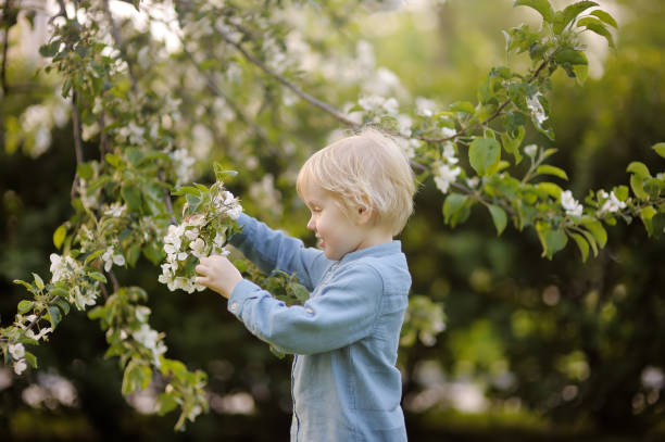 istock Cute little boy walking in blooming spring Park. 1137754316