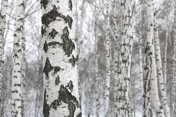 istock Young birch with black and white birch bark in spring 1137755415