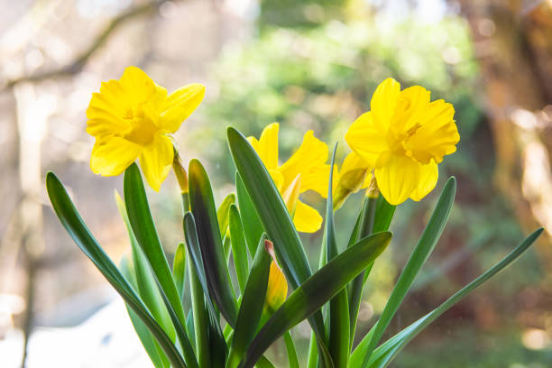 istock Spring colors of flowers daffodils 1137755664