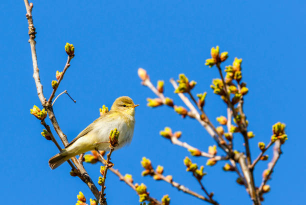istock Close up at a Willow Warbler in a tree  with leaf buds 1137755804