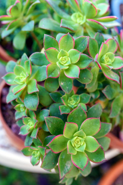istock Aeonium Kiwi succulent plant in flower pot. 1137755814