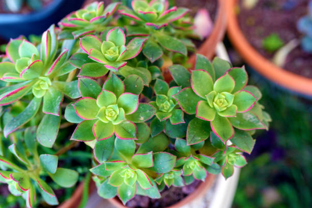Aeonium Kiwi succulent plant in flower pot.