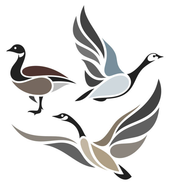 ilustraciones, imágenes clip art, dibujos animados e iconos de stock de aves estilizadas-gansos salvajes - ánsar