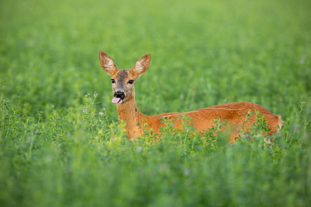 istock Roe deer doe standing out on clover field in summer 1137756622