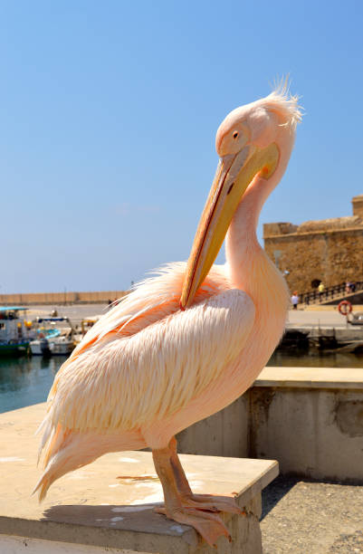 istock Pink pelican in Paphos Harbour 1137756624
