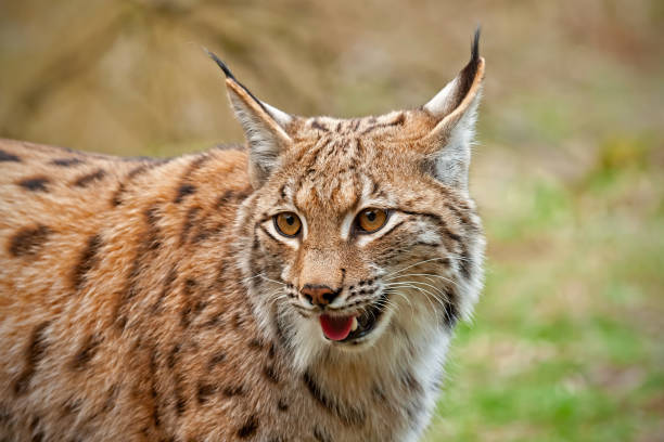 istock Close view of smiling wild lynx in nature 1137756627