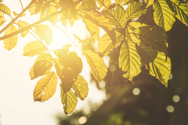 istock morning golden leaf with spider web sunlight day summer season nature. 1137759459