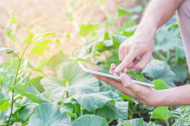 istock Agriculture industrielle of farming checking plants 1137759499