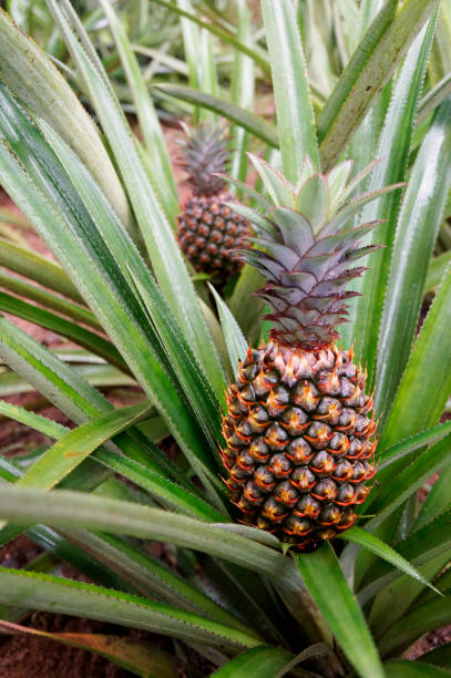 istock Fresh Pineapple in farm , Tropical fruits 1137759505